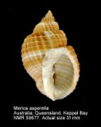 Merica asperella